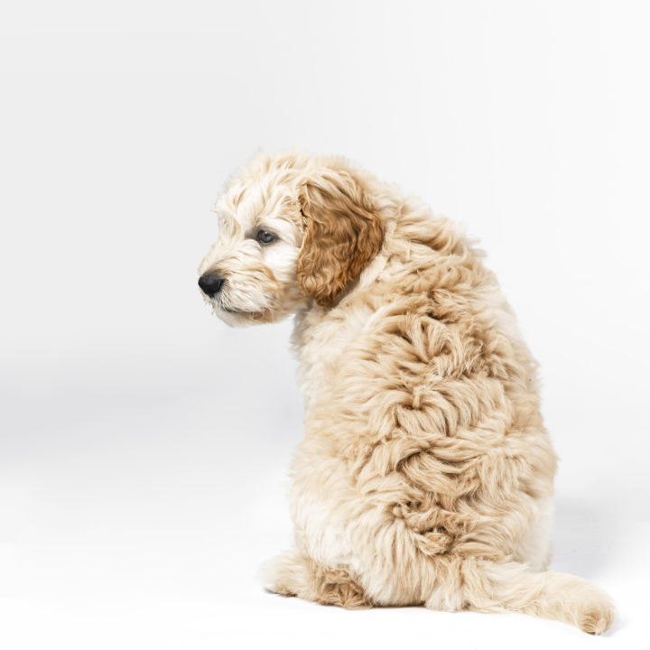 How to Teach Your Puppy to Enjoy Being Groomed & Bathed