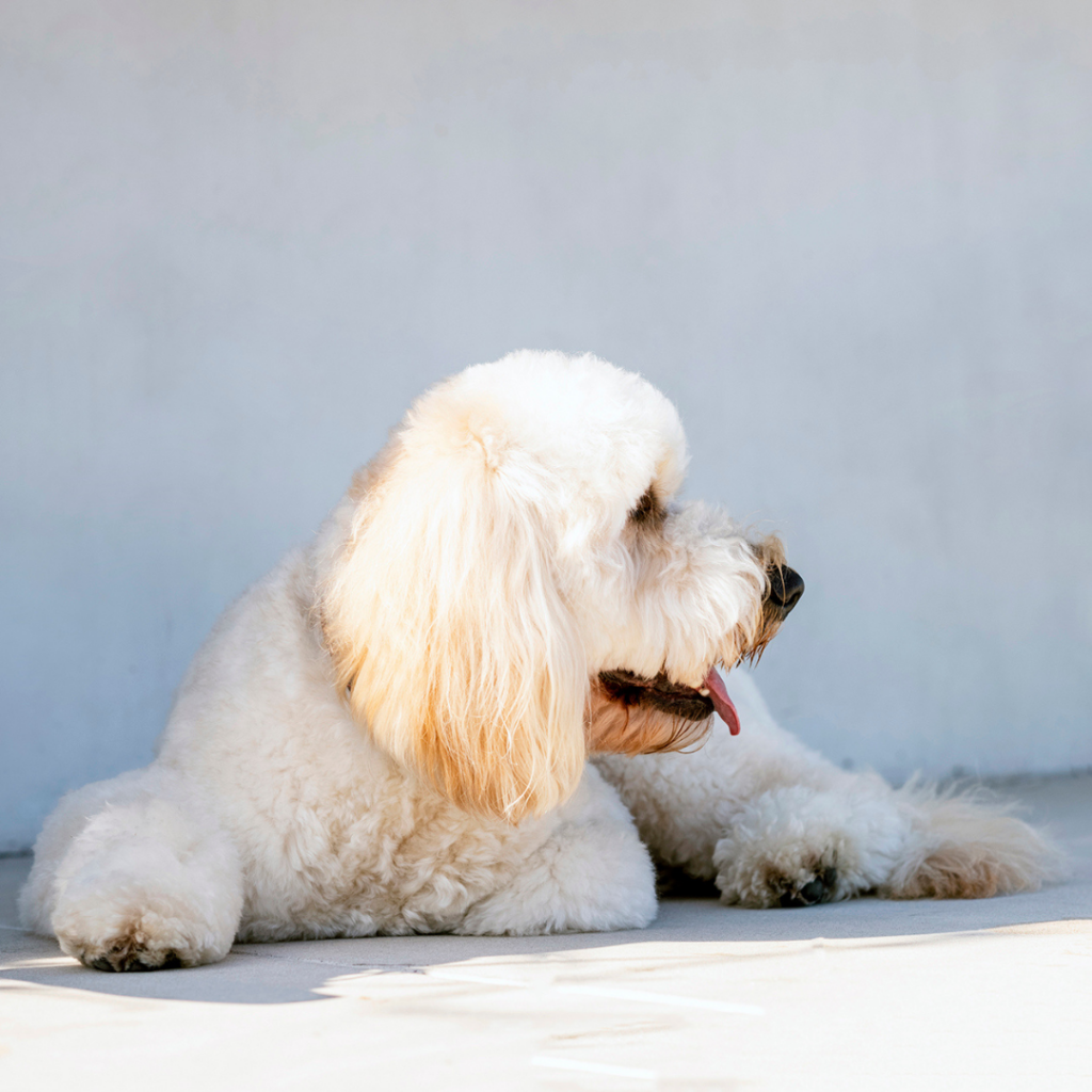 Dr. Katrina’s Tips To Help Reduce Anxiety in Rescue Dogs, hemp oil for dogs australia