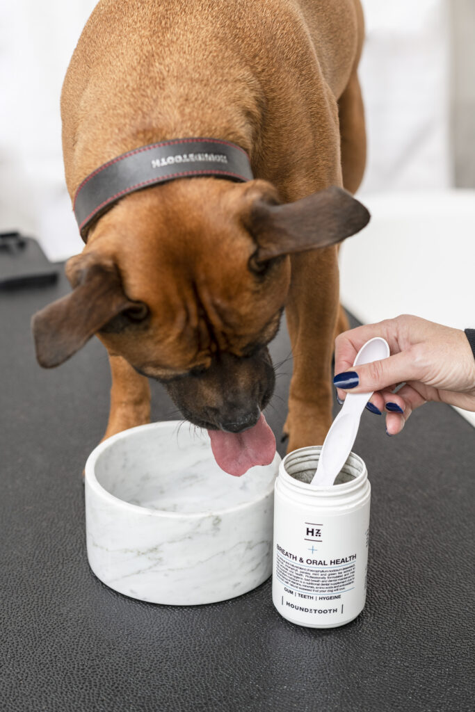 Dog looking forward to the Houndztooth Breath & Oral Health Supplement. Click to read more.