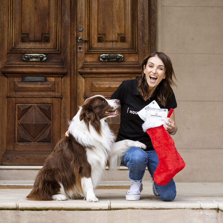 Helping Pets Navigate the Festive Frenzy