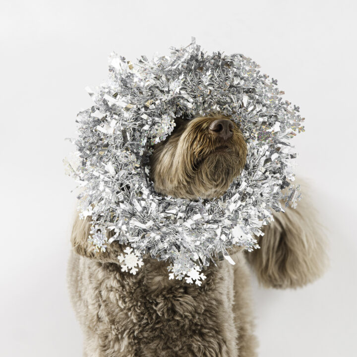 Helping Pets Navigate the Festive Frenzy