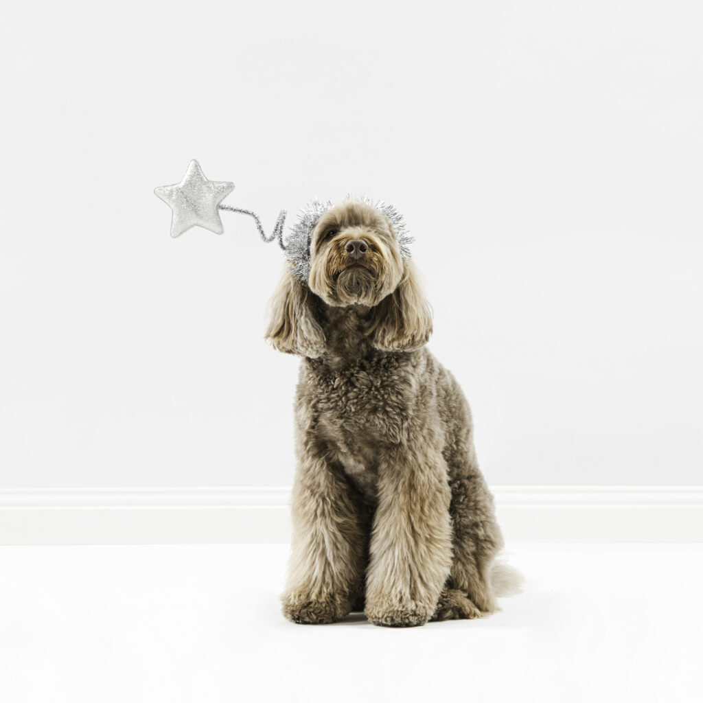 Houndztooth_Dog_Shoot-110_square_ProPhotoRGB_300dpi(print)