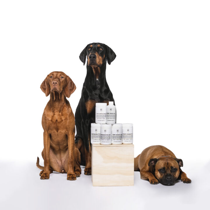 Do Dog Supplements Work? Here’s Everything You Need to Know