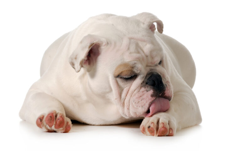 Why Do Dogs Lick Their Paws? Understanding Excessive Paw Licking, Reasons and Solutions