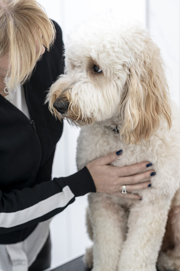 Lenny, a mixed-breed poodle, photographed looking at Rachael Tricarico, Founder of Houndztooth.