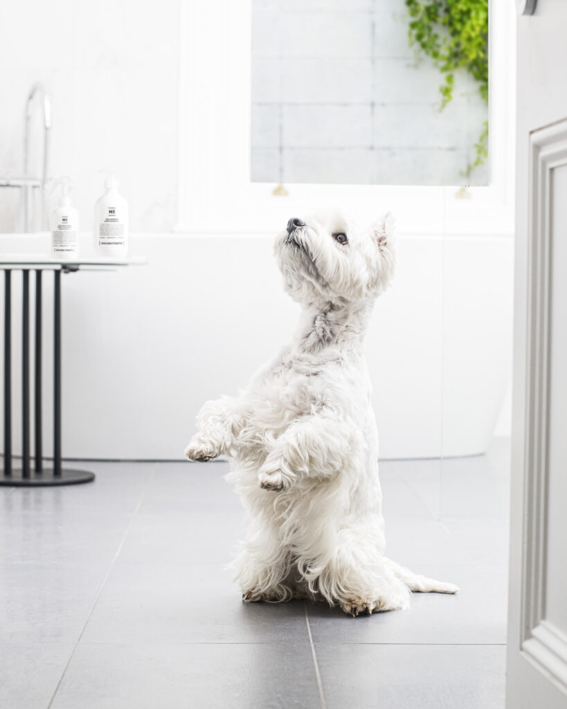 A West Highland White Terrier in a bathroom with Houndztooth grooming products in the background.