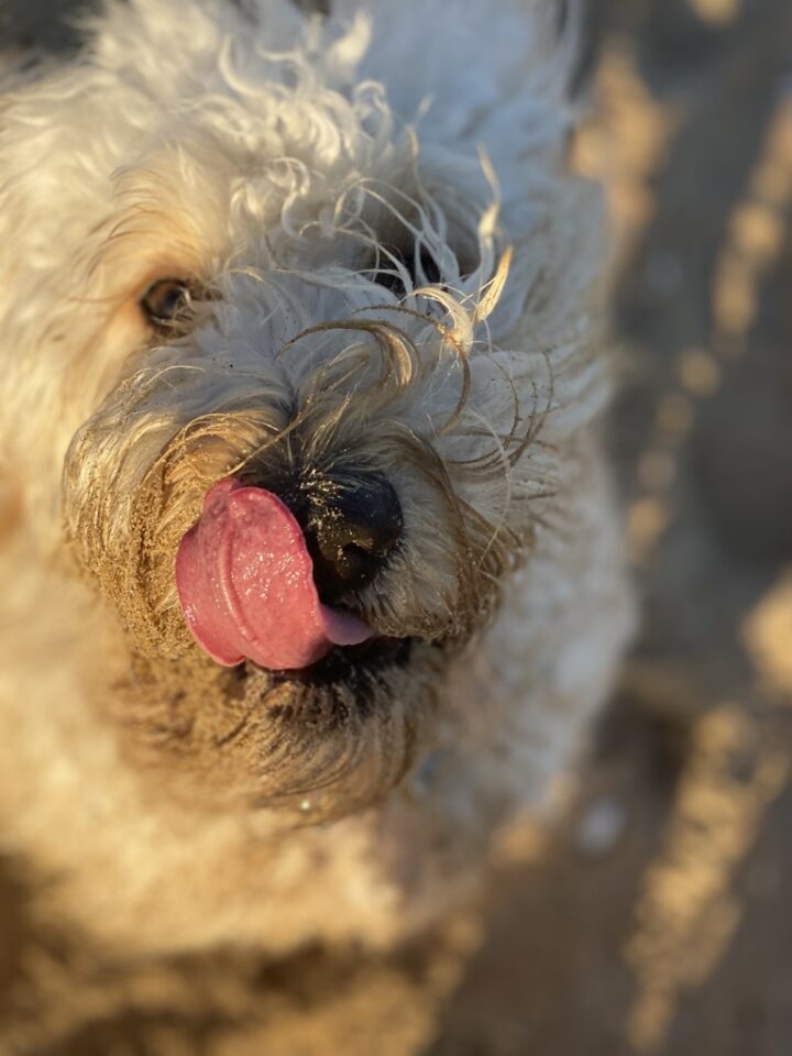 Our Tips for Keeping Paralysis Ticks at Bay