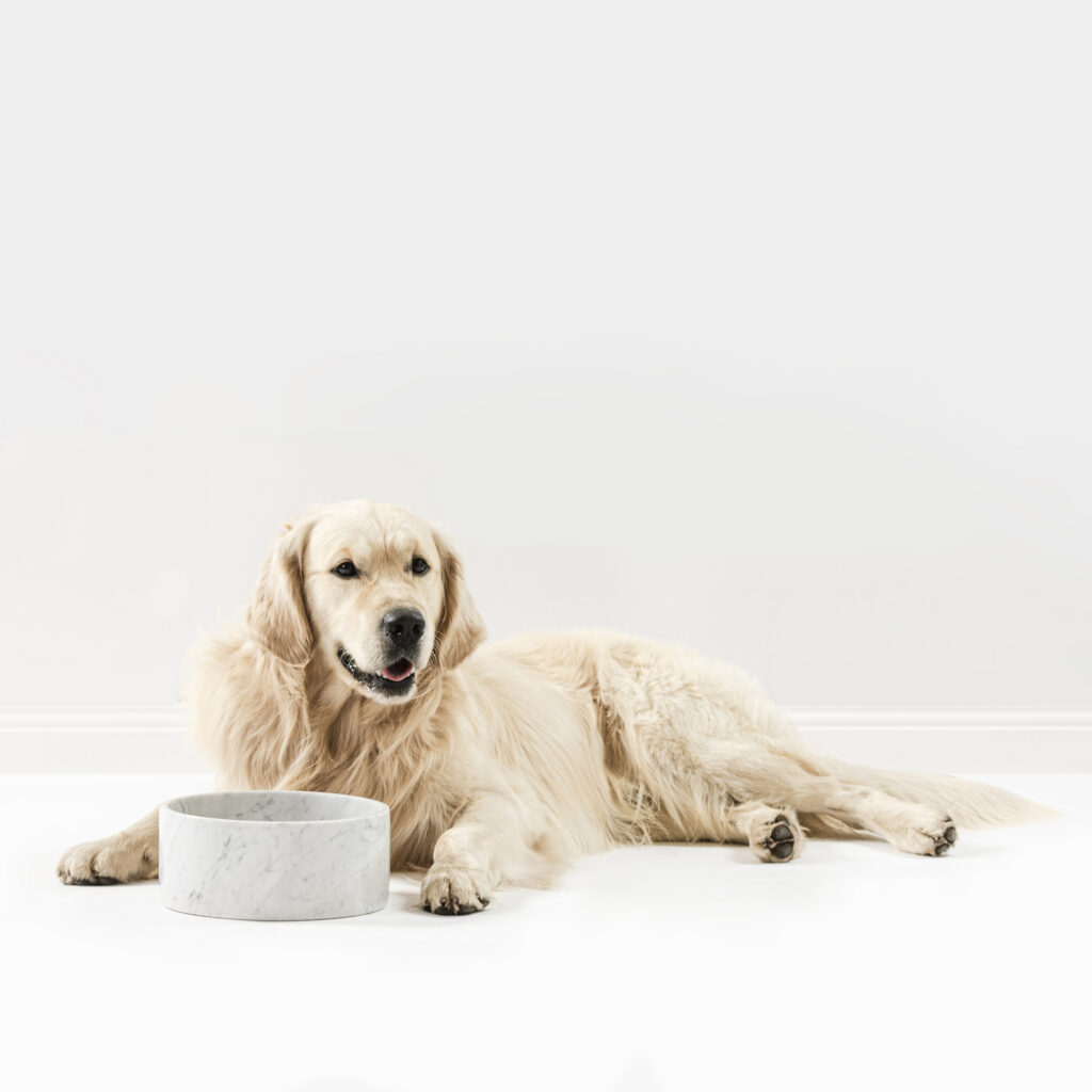 Houndztooth_Dog_Shoot-266_Square_AdobeRGB_400dpi (print) Image of a dog laying in front of their food bowl.