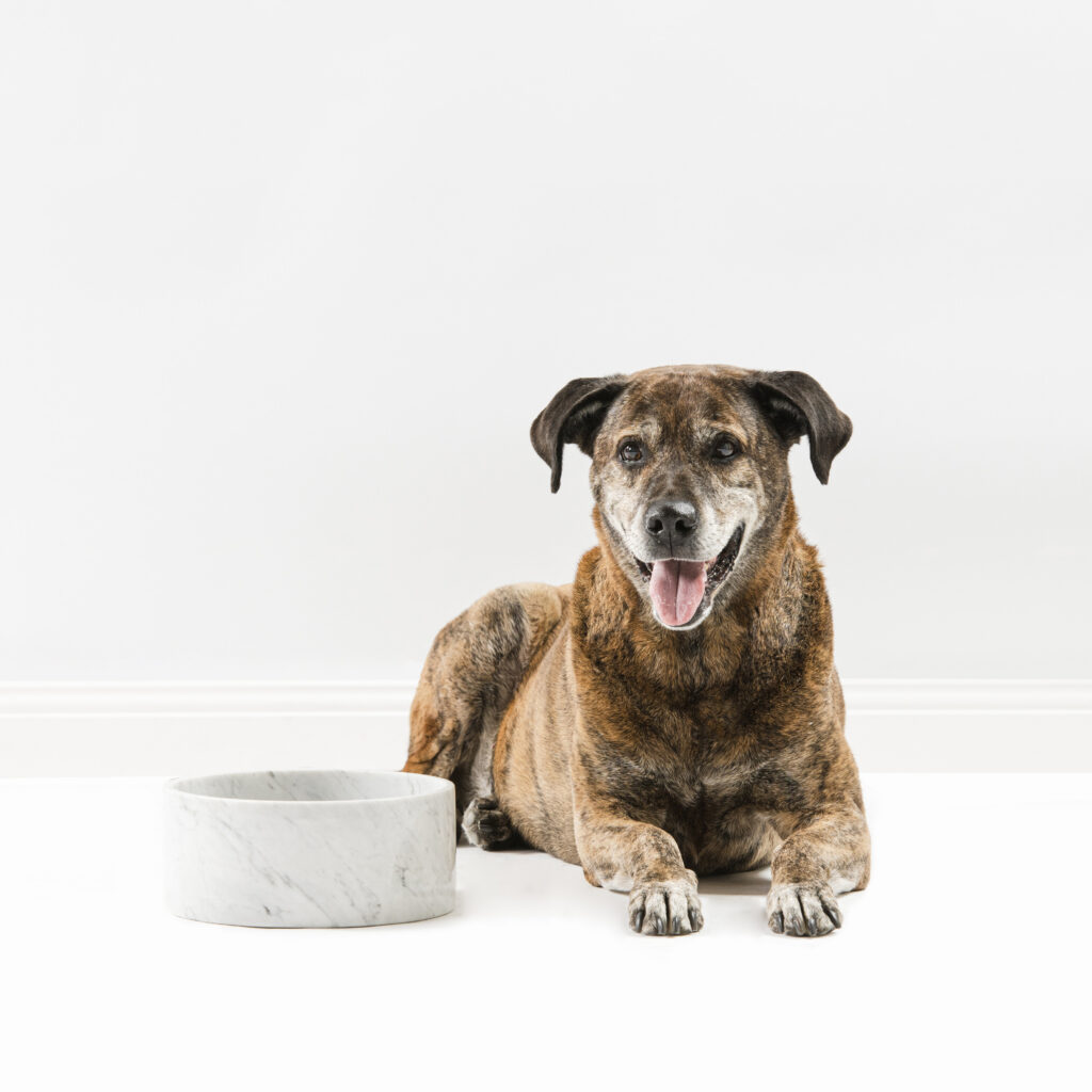 Houndztooth_Dog_Shoot-394_Square_ProPhotoRGB_300dpi(print) Image of a mature dog laying in front of their food bowl.