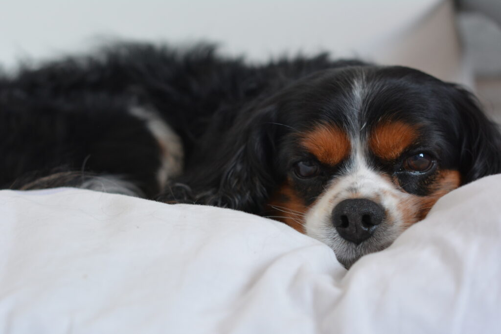 Spaniel love Image of dog resting on their bed