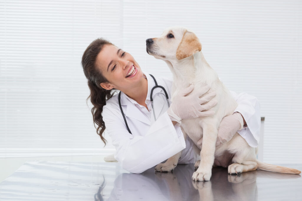 Smiling veterinarian examining a cute dog Image of dog with a vet