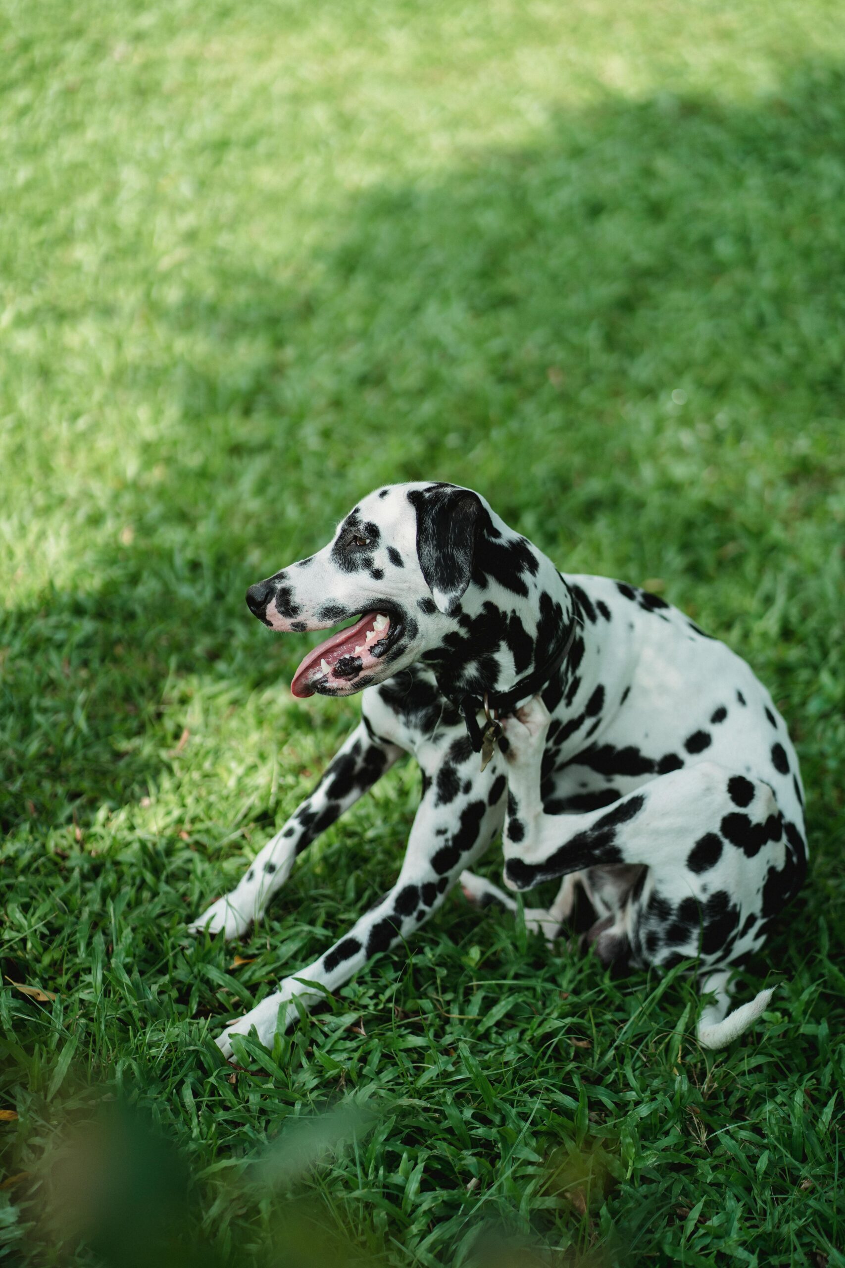 Best Dog Supplements for Itchy Skin