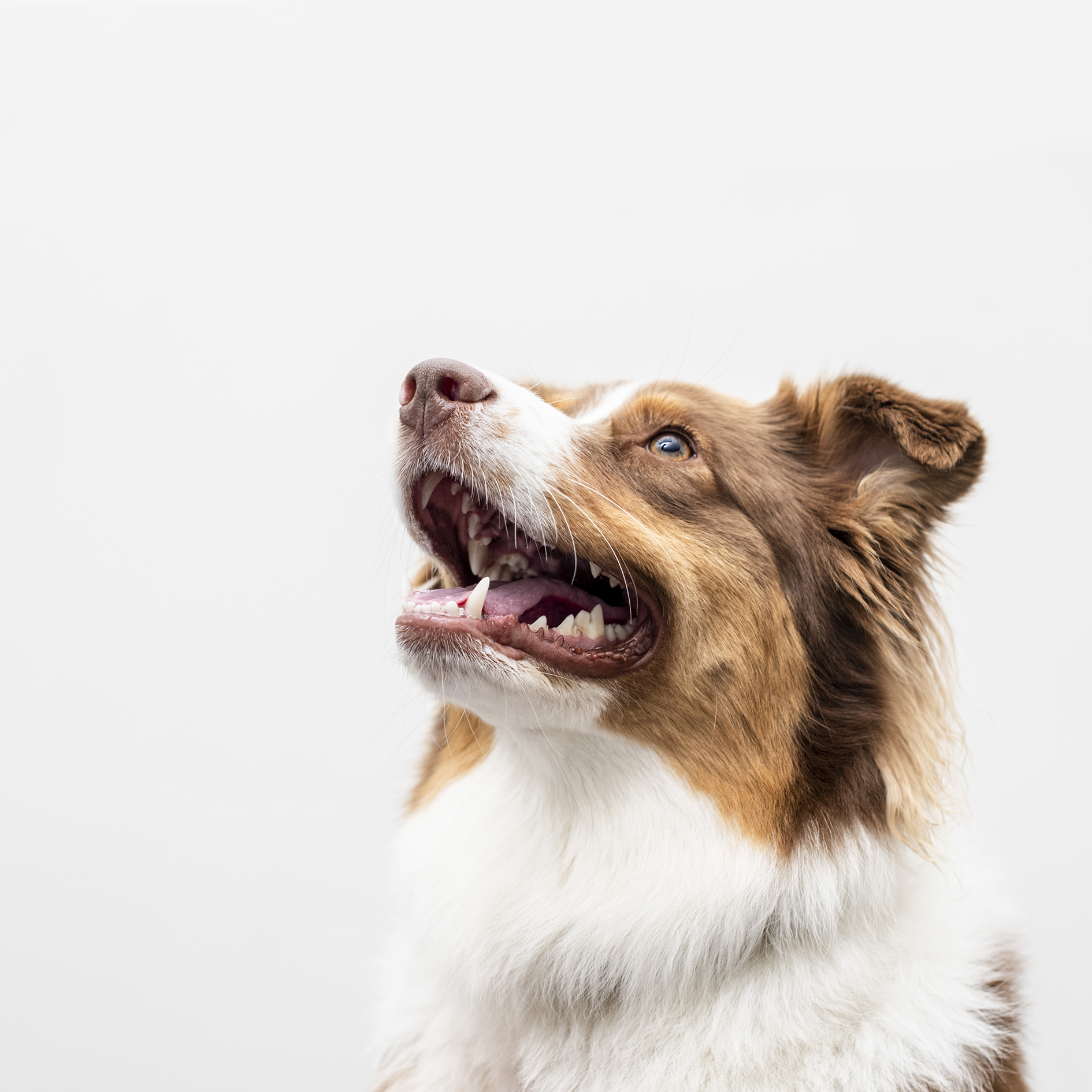 Dental Health