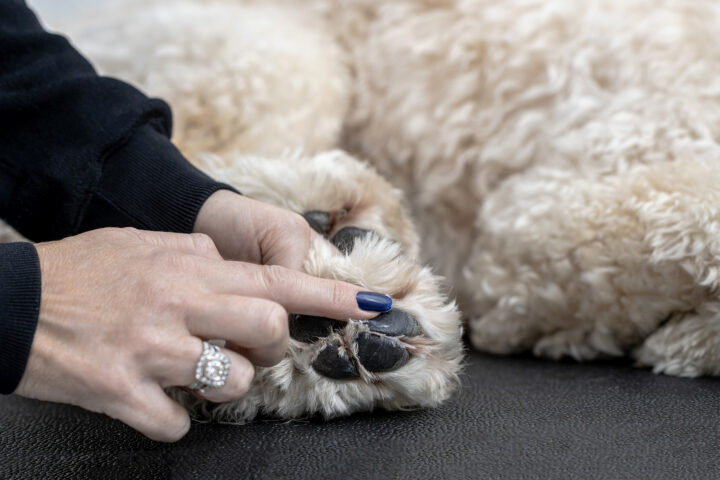 Why Is My Dog Constantly Licking Their Paws? 10 Common Causes Explained