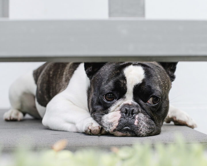 Why Does My Dog Smell Bad? 7 Common Causes of Smelly Dogs (And When To Worry)