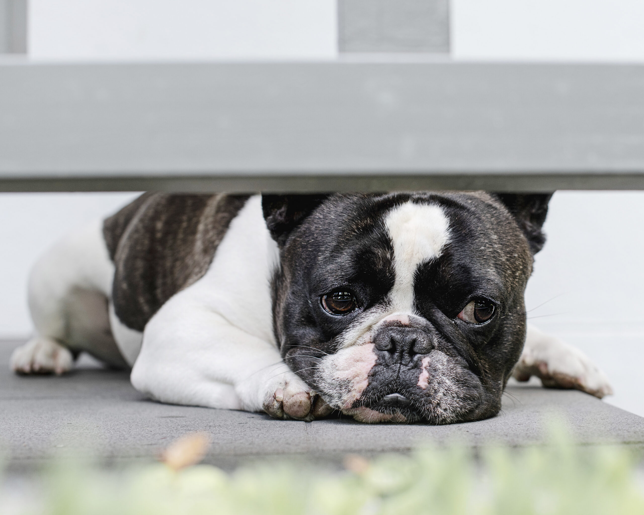 Why Does My Dog Smell Bad? 7 Common Causes of Smelly Dogs (And When To Worry)
