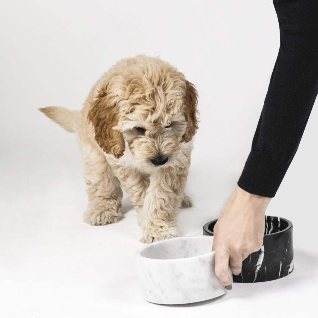 Puppy digestive health and probiotics for puppies