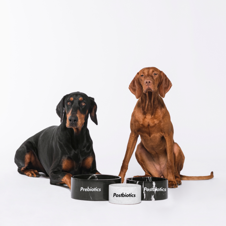 Prebiotics vs Probiotics vs Postbiotics for Dogs: What’s the Difference?