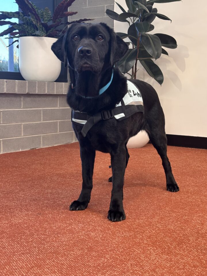 Supporting Dental Health in Working Dogs