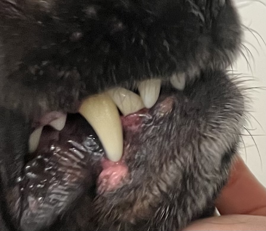 Working dog dental health case study before introducing Houndztooth Dental Health Supplement