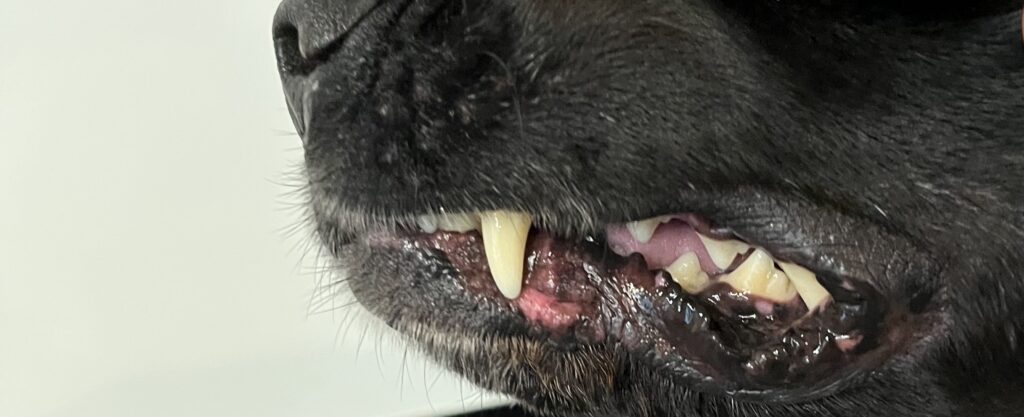 Working dog dental health case study showing Delphie's teeth during ongoing observations