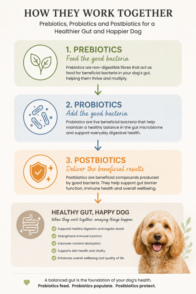 Infographic explaining prebiotics vs probiotics vs postbiotics for dogs and how they support gut health
