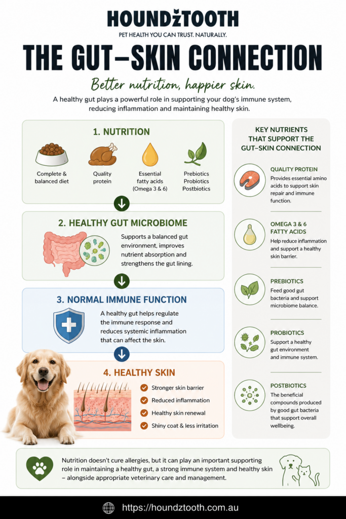 Gut-skin connection in dogs showing how nutrition supports skin and immune health