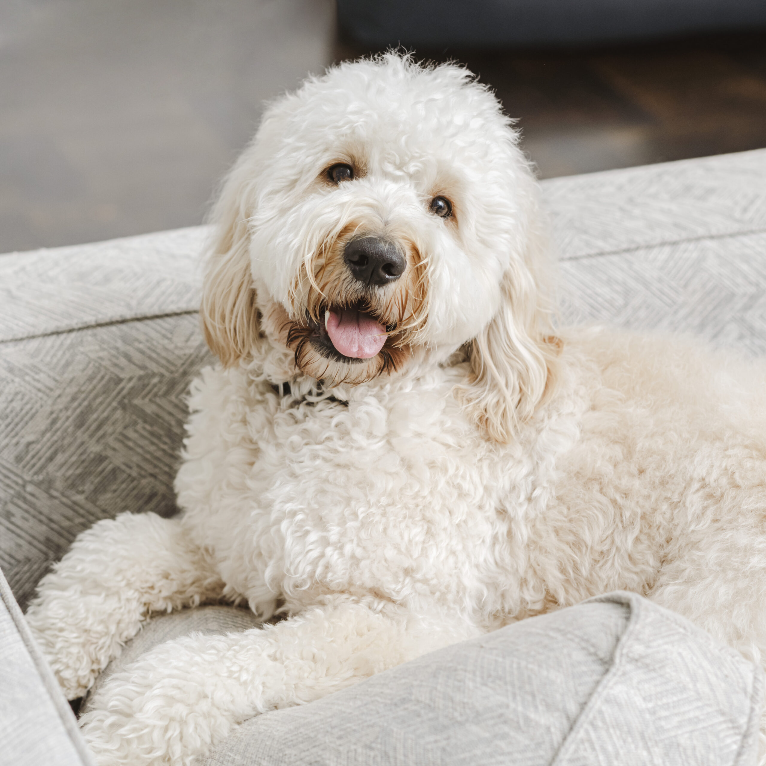 Can Gut Health Affect Your Dog’s Anxiety? The Gut-Brain Axis Explained