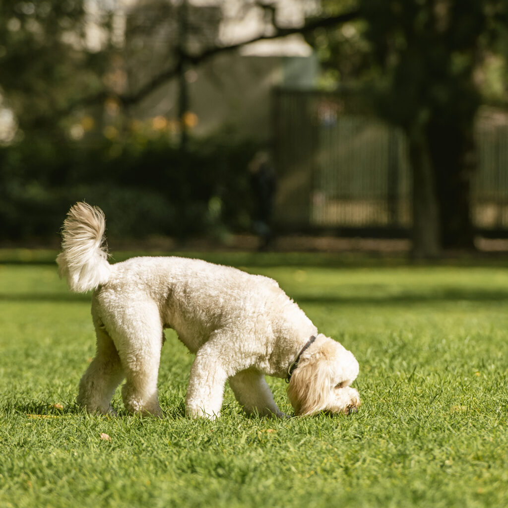 Dog exposed to grass and environmental allergens that may cause itchy skin