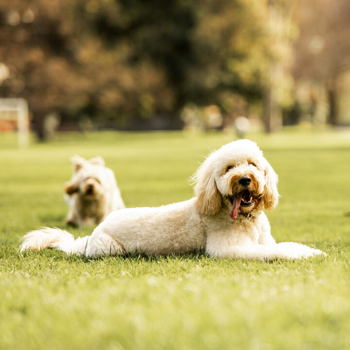 Dog Allergies Explained: Skin Health, Nutrition and the Skin Barrier