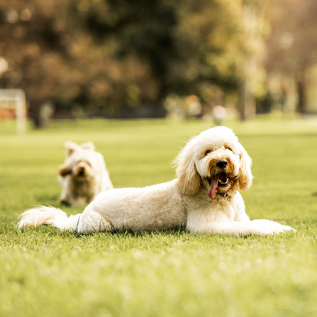 Dog Allergies Explained: Skin Health, Nutrition and the Skin Barrier