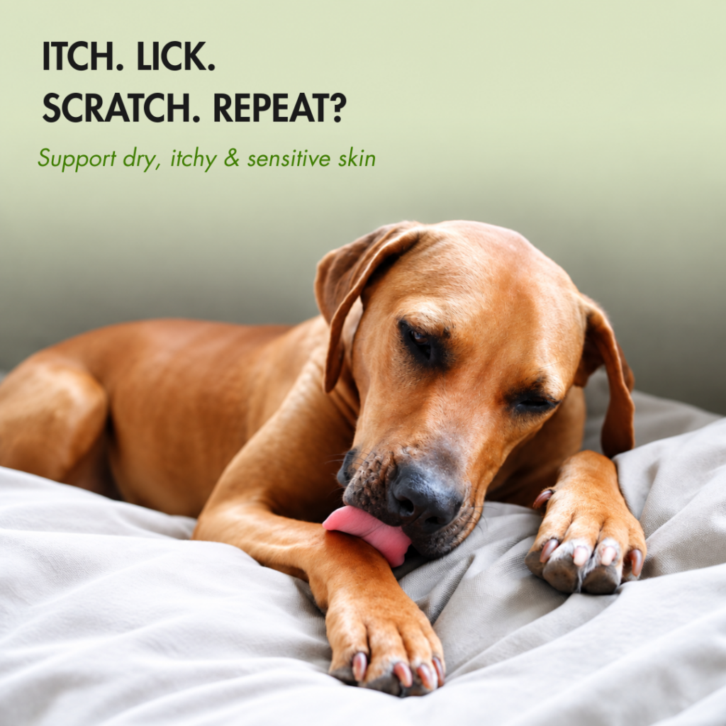 Dog licking paw with dry itchy sensitive skin – Houndztooth skin support