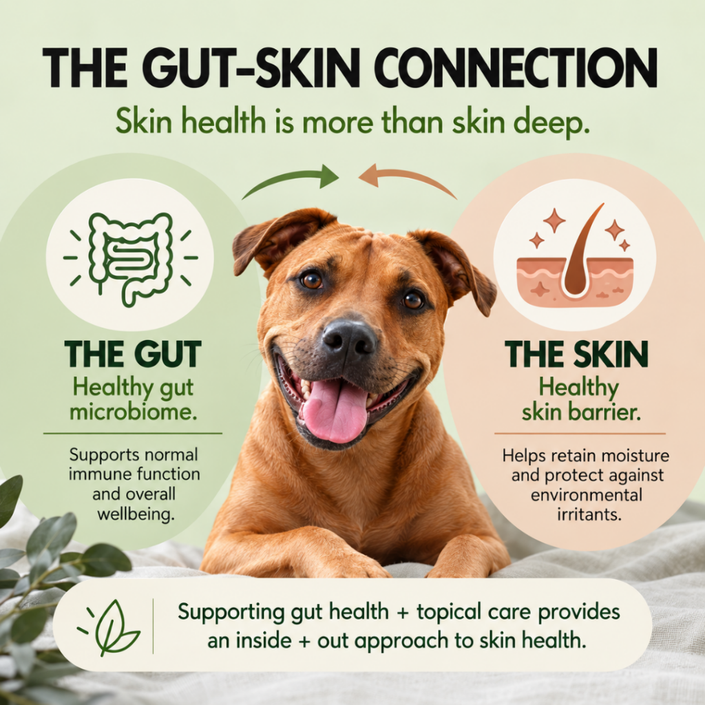 Dog gut skin connection infographic explaining gut microbiome and skin barrier health