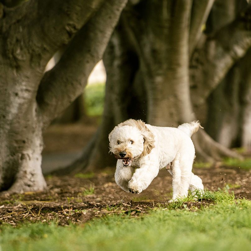 Best Joint Supplements for Dogs in Australia: What Should You Look For?
