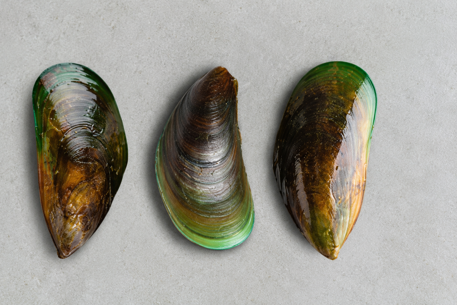 Green-Lipped Mussel for Dogs: Benefits, Research and What to Look For