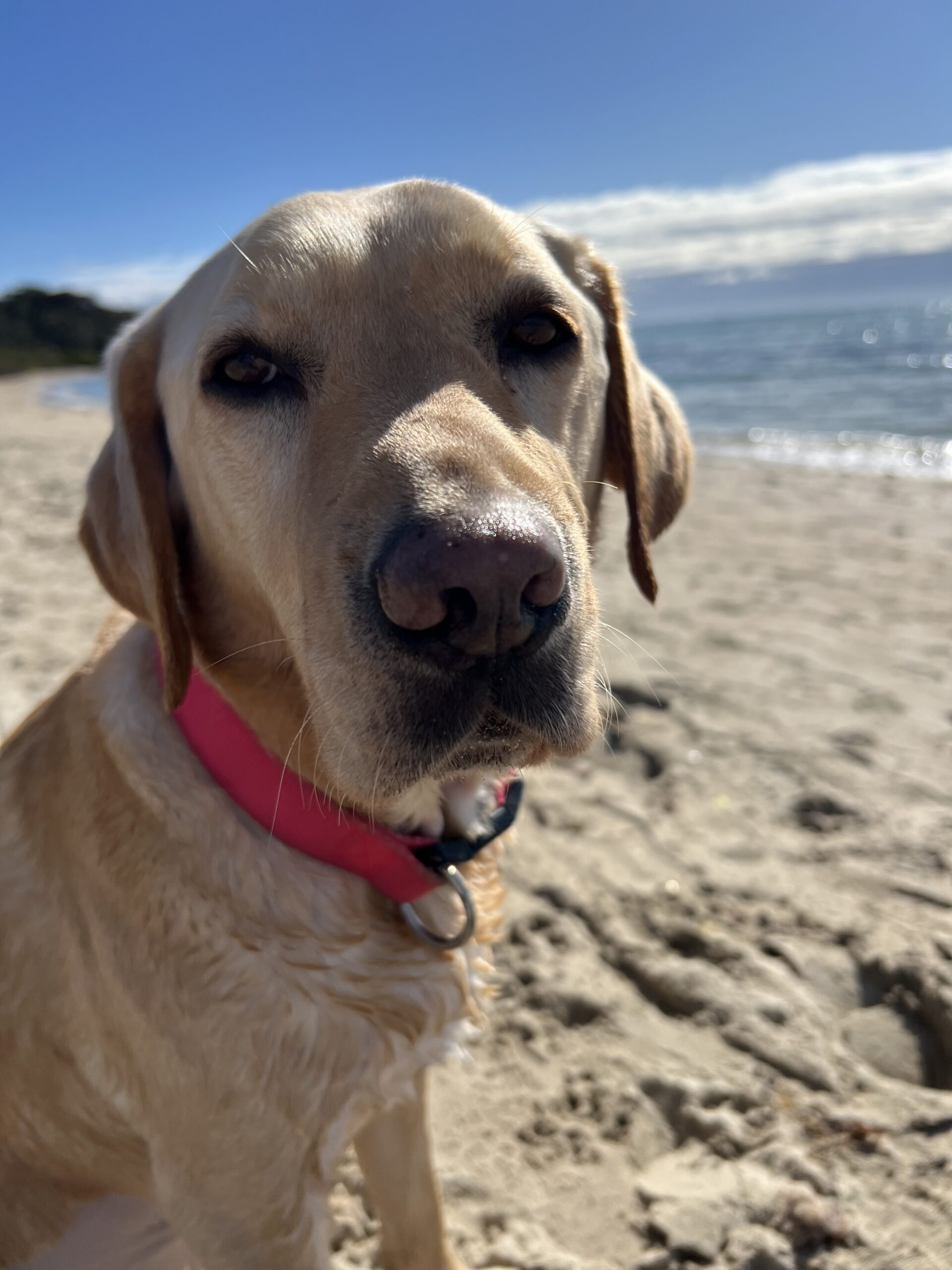 Supporting Skin & Coat Health in Working Dogs